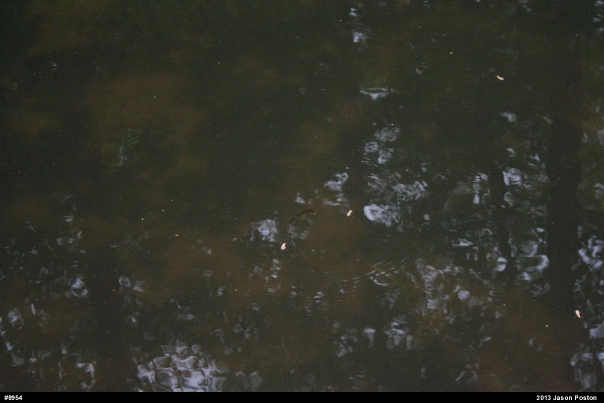 Red-spotted Newt