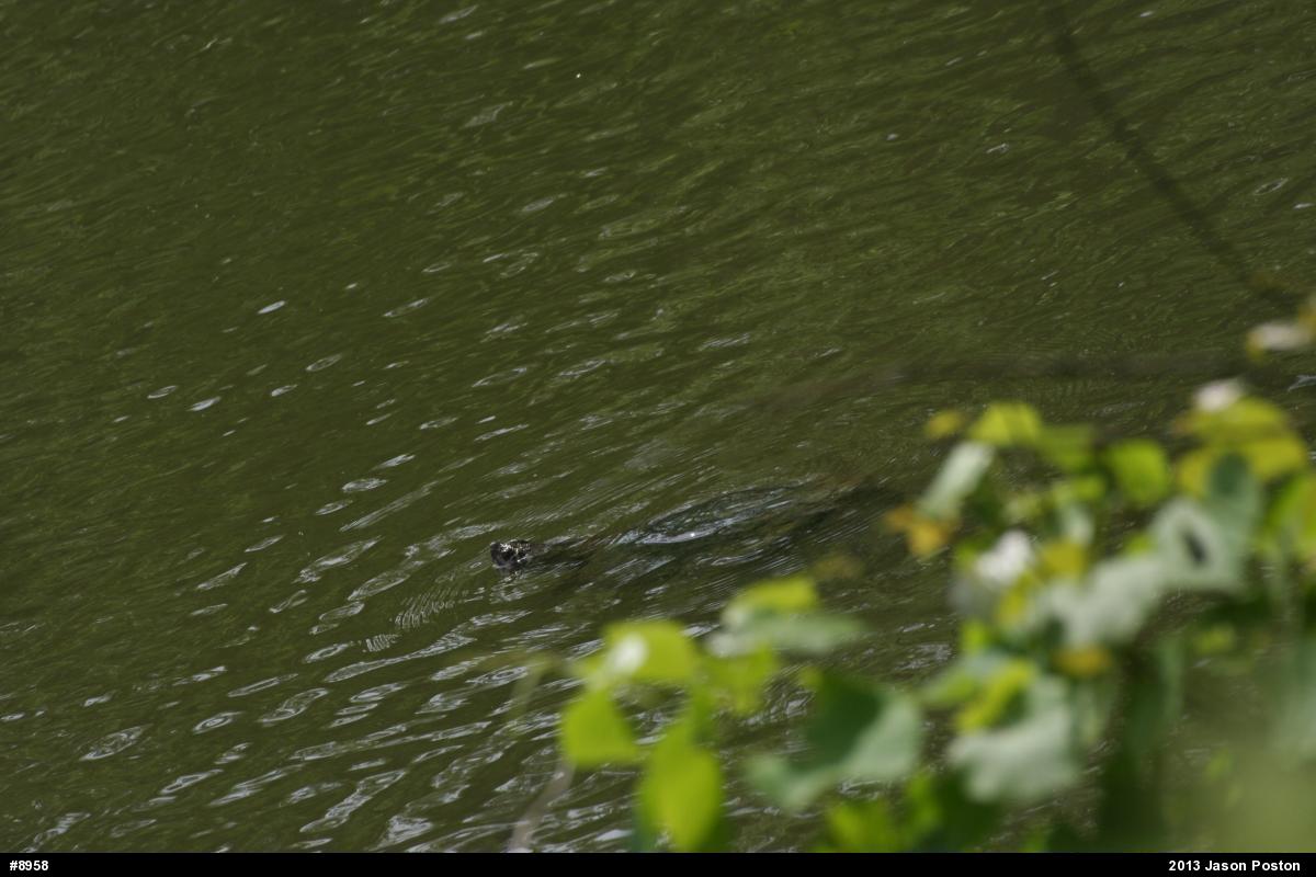 Snapping Turtle