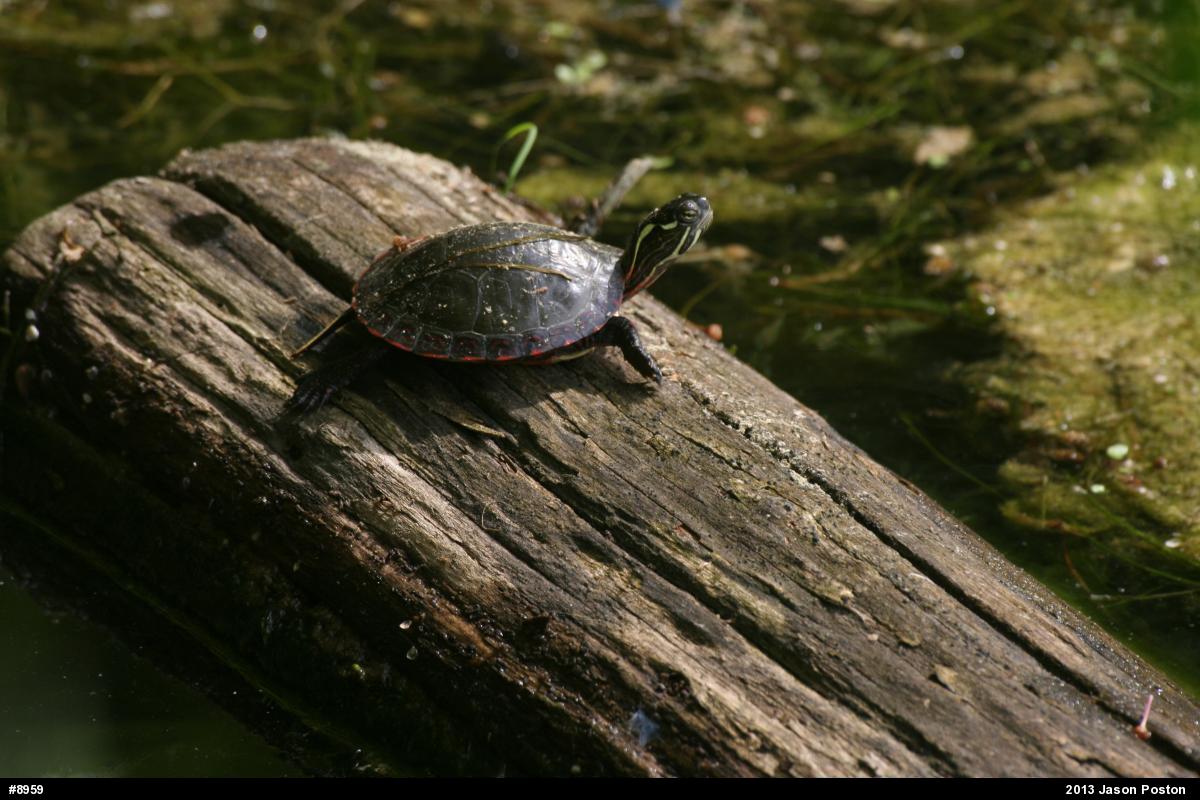 Eastern Painted Turtle