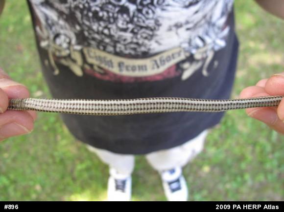 Queensnake
