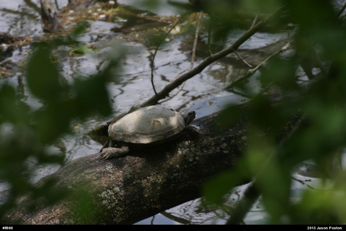 Red-eared Slider