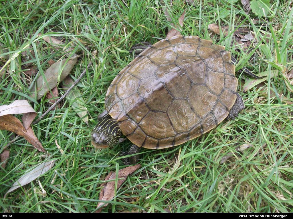 Northern Map Turtle