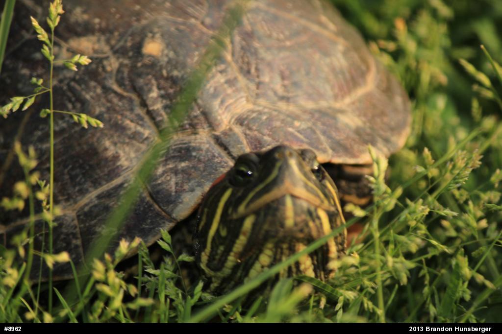 Red-eared Slider