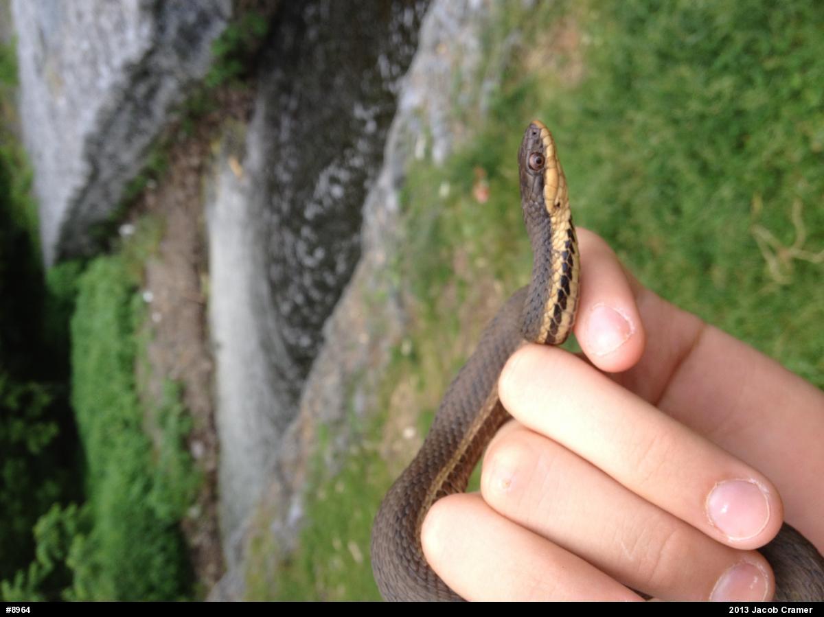 Queensnake