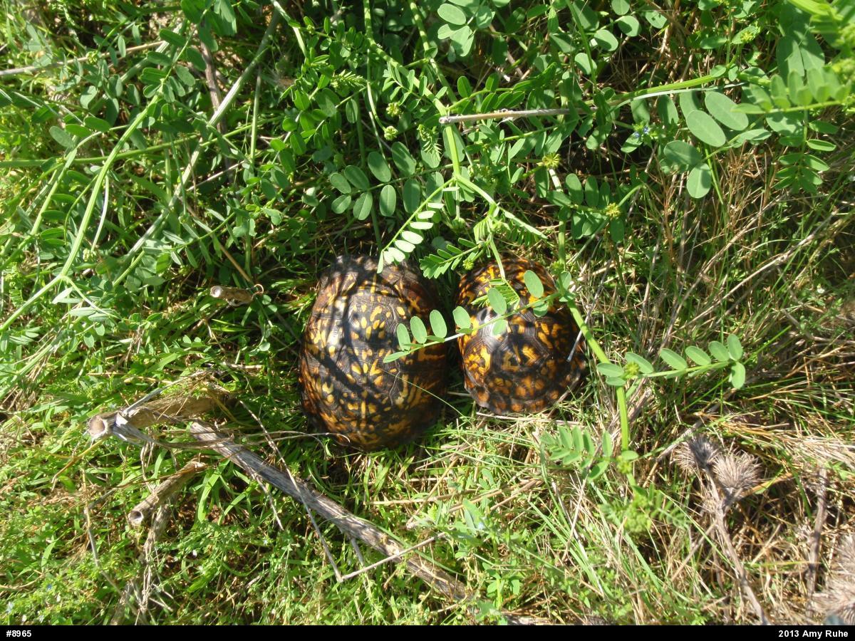 Eastern Box Turtle