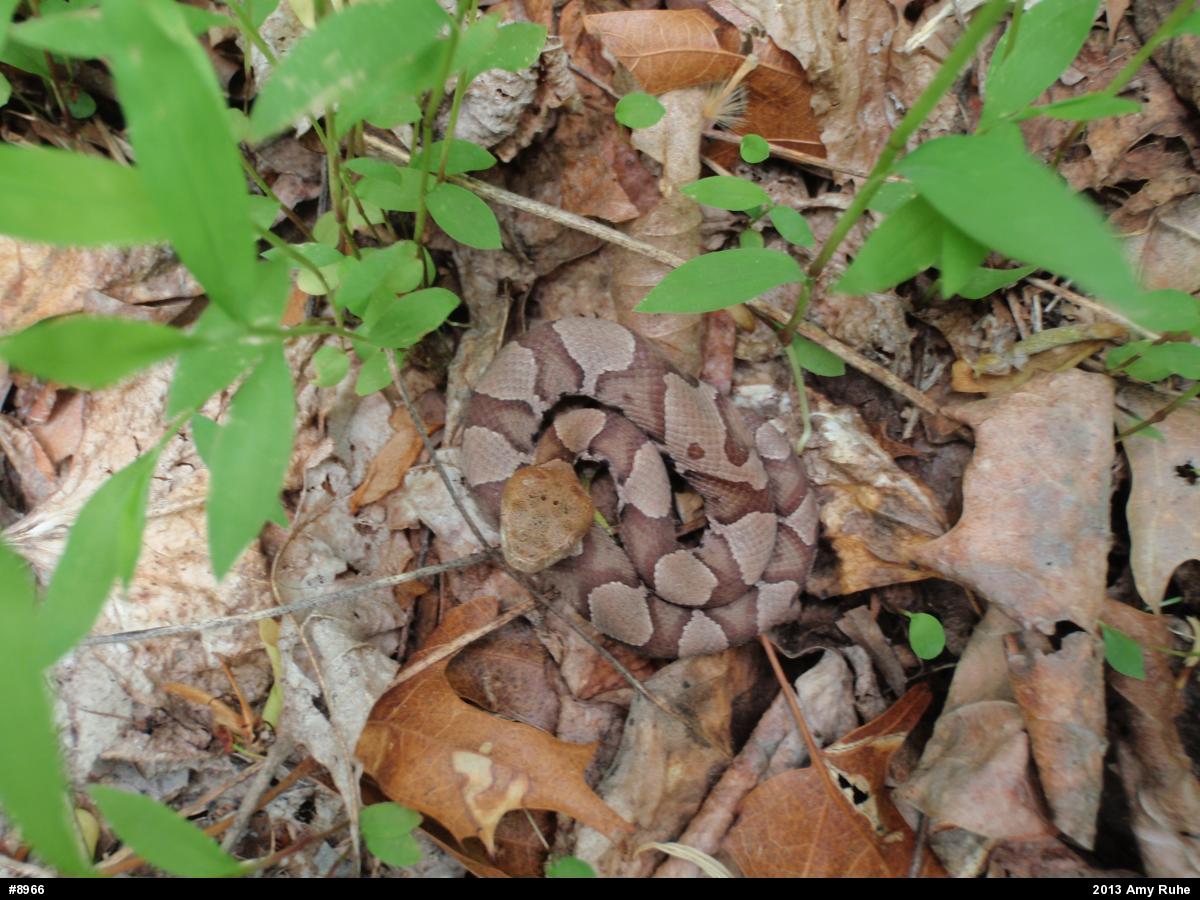 Northern Copperhead