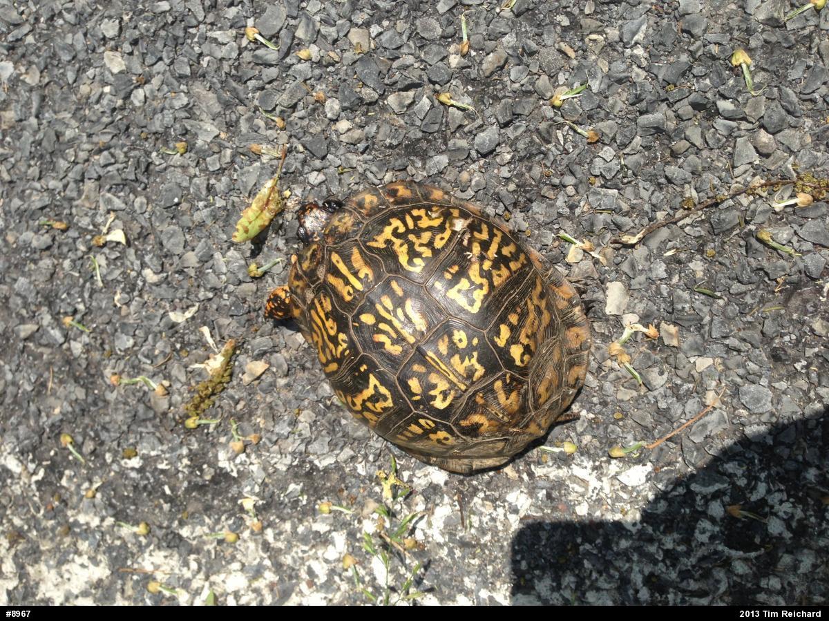 Eastern Box Turtle
