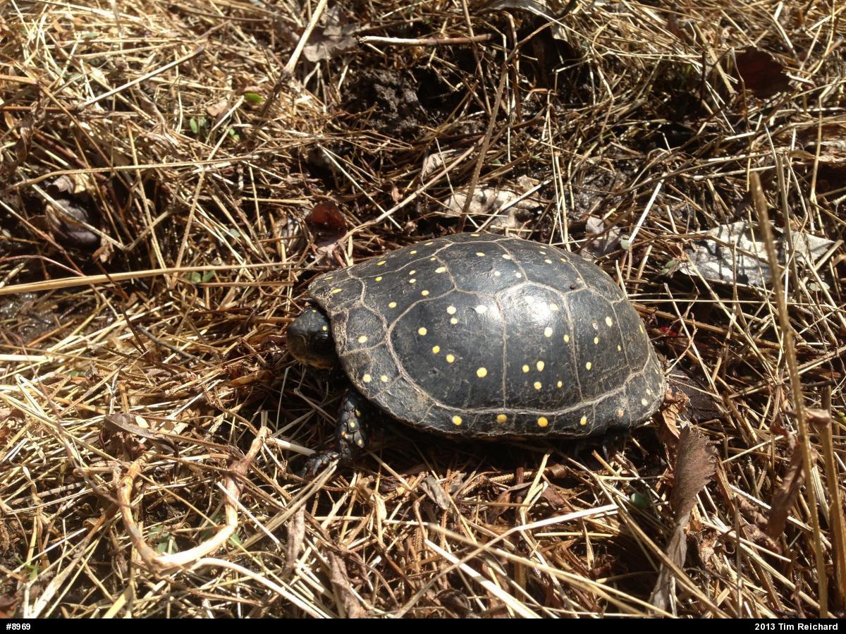 Spotted Turtle