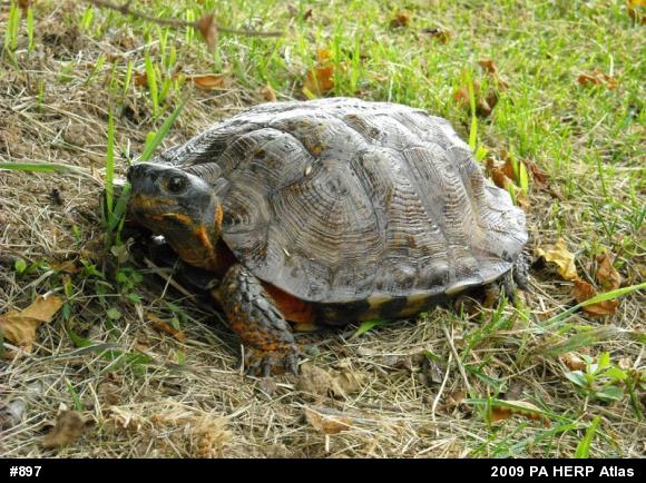 Wood Turtle