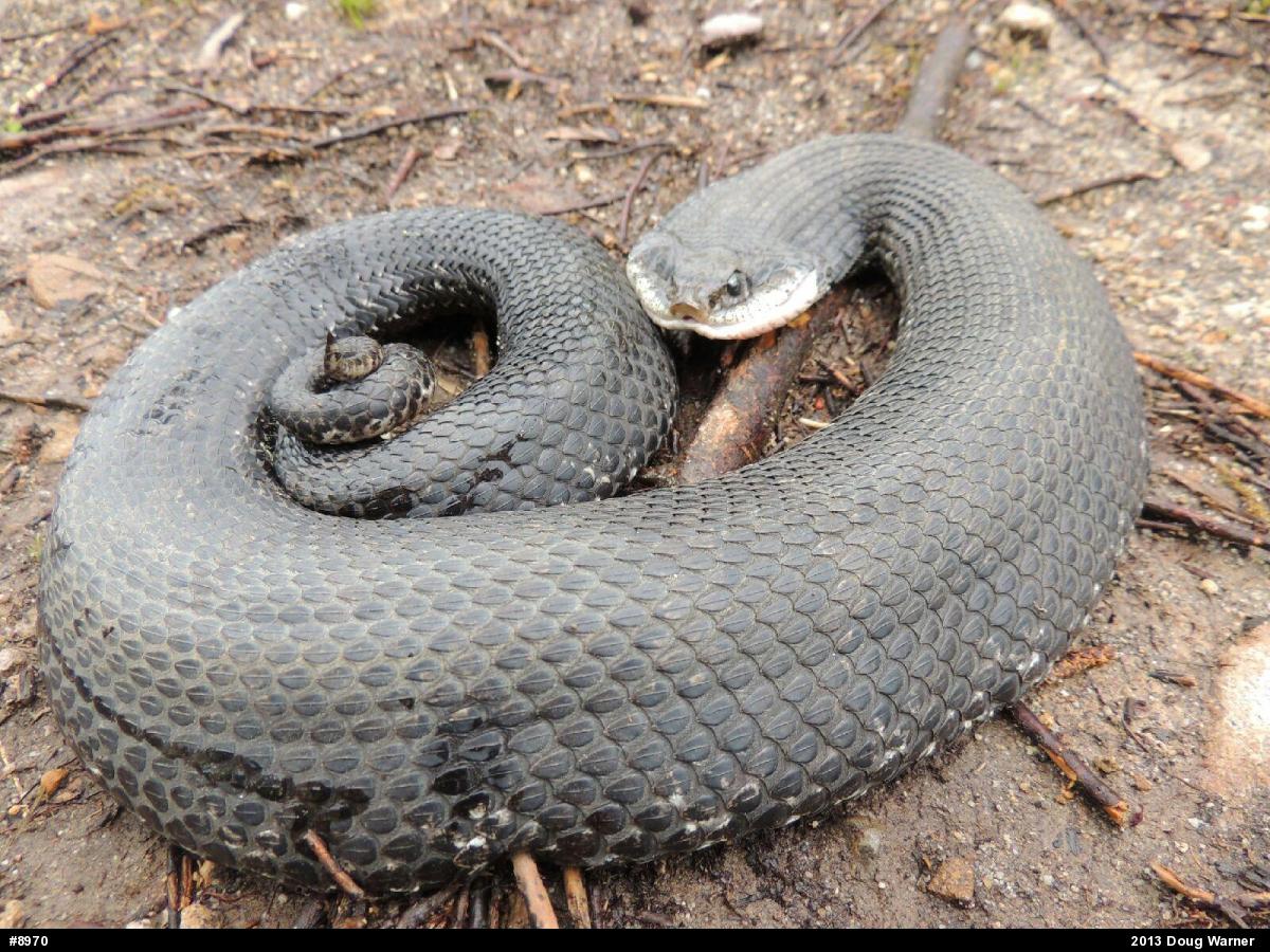 Eastern Hog-nosed Snake