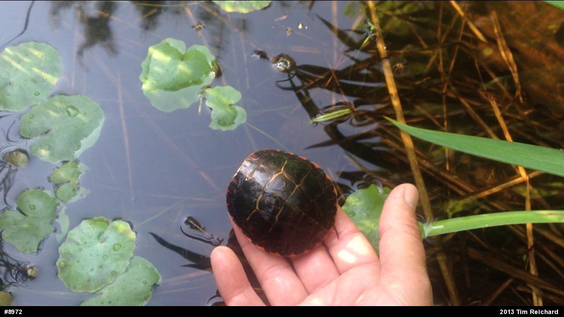 Eastern Painted Turtle
