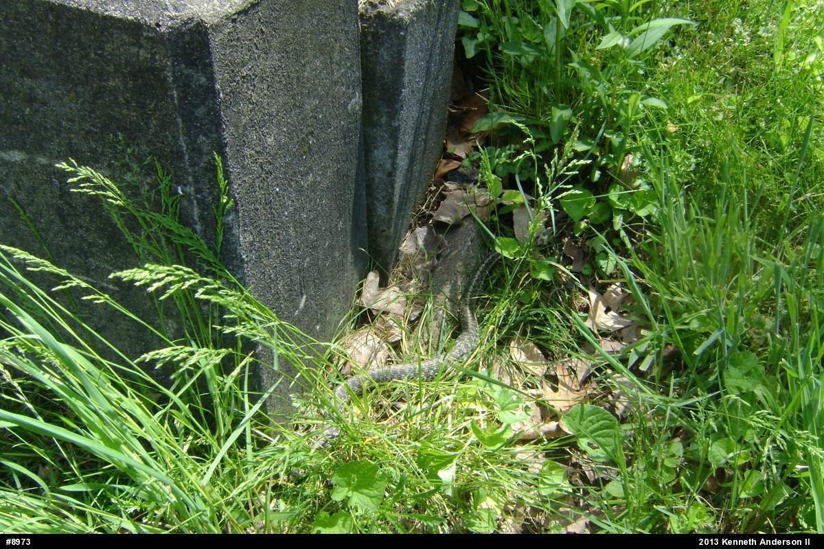 Eastern Gartersnake