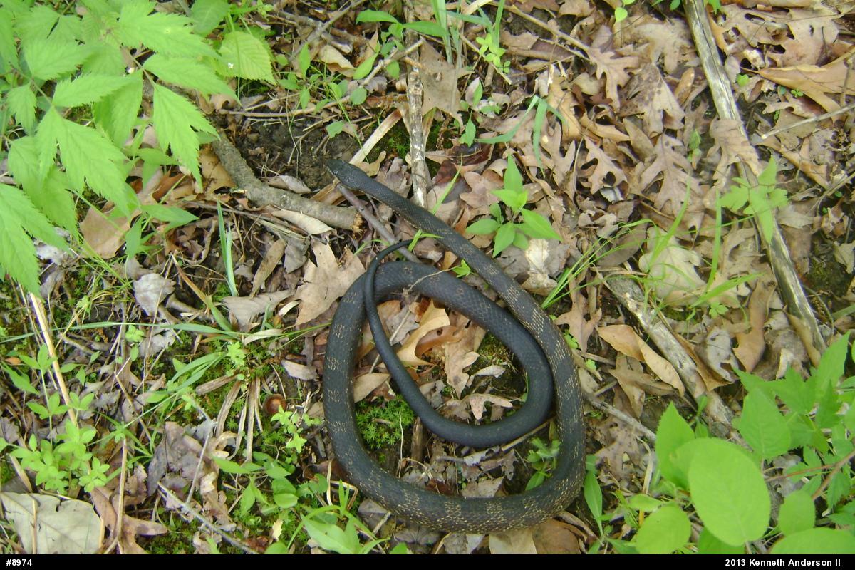 Eastern Ratsnake