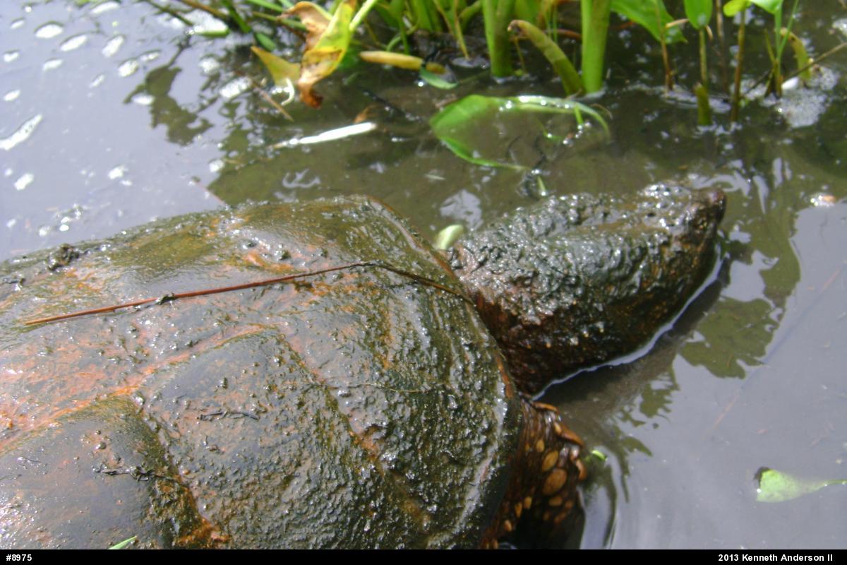 Snapping Turtle