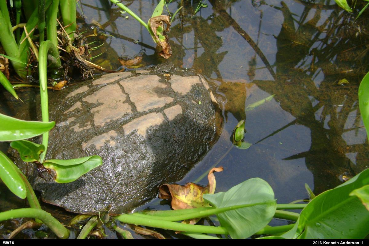 Snapping Turtle