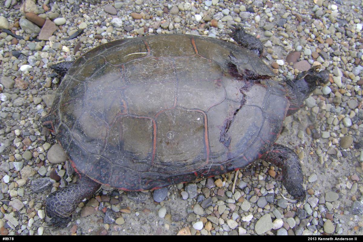 Midland Painted Turtle