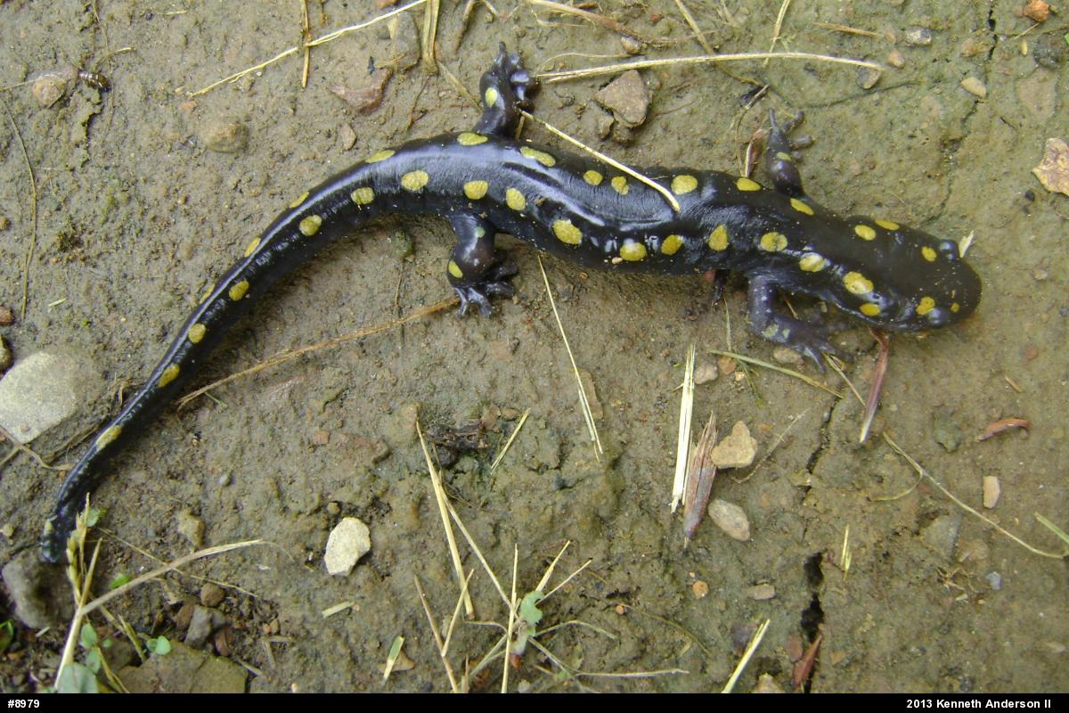 Spotted Salamander