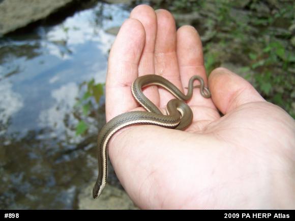 Queensnake