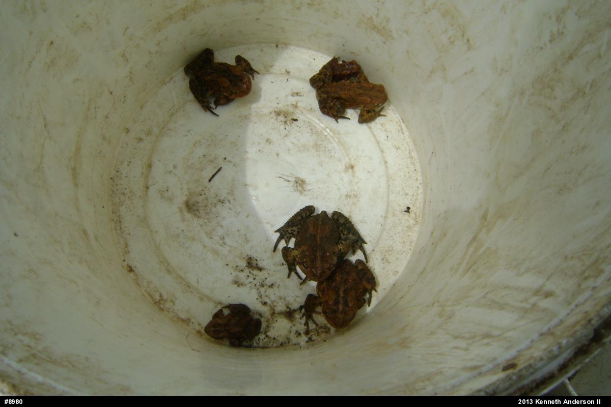 Eastern American Toad