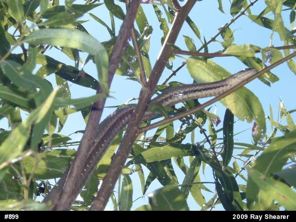 Queensnake