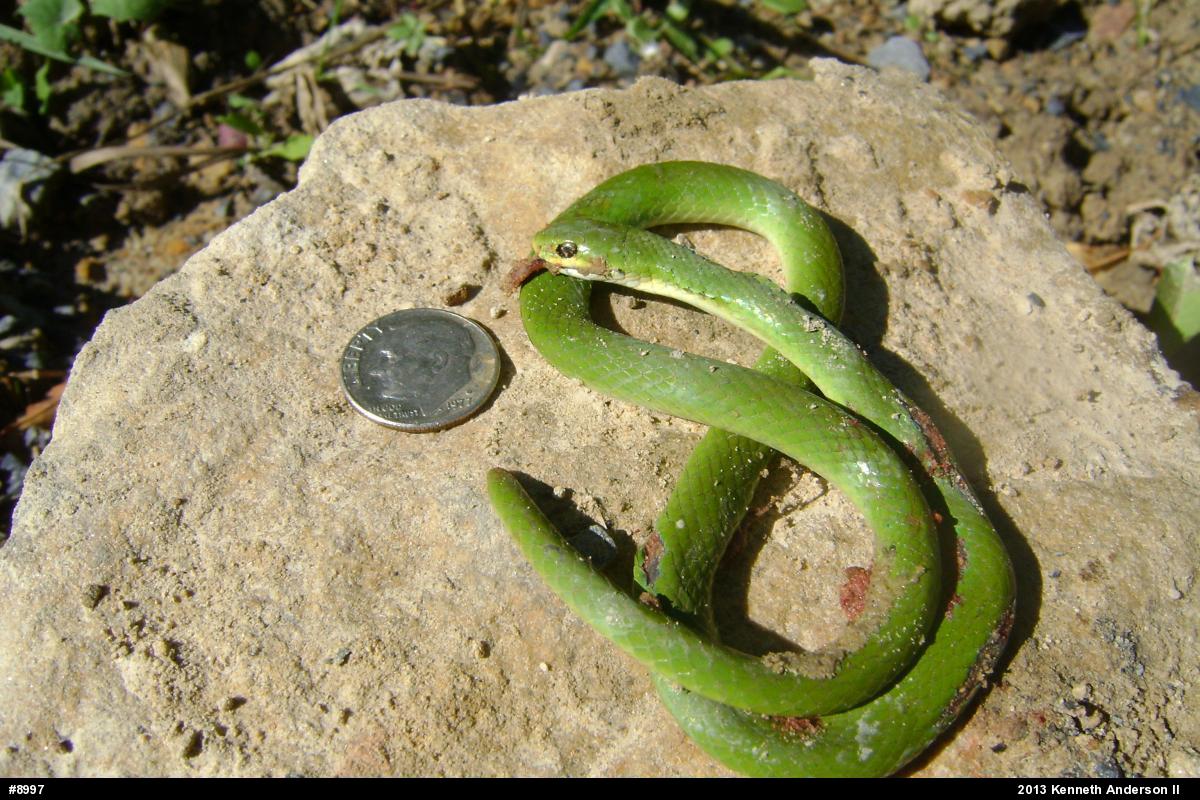 Smooth Greensnake