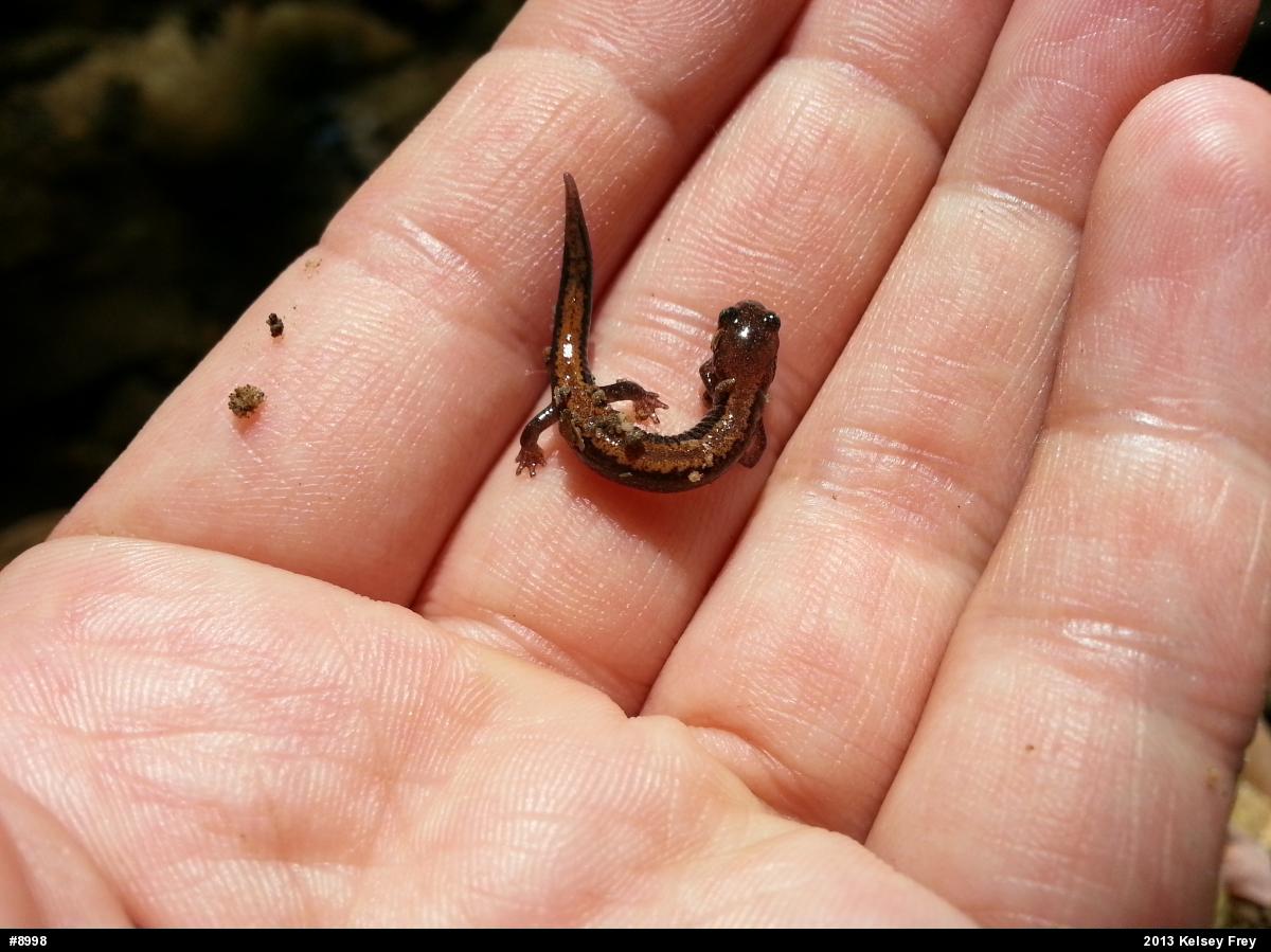 Eastern Red-backed  Salamander