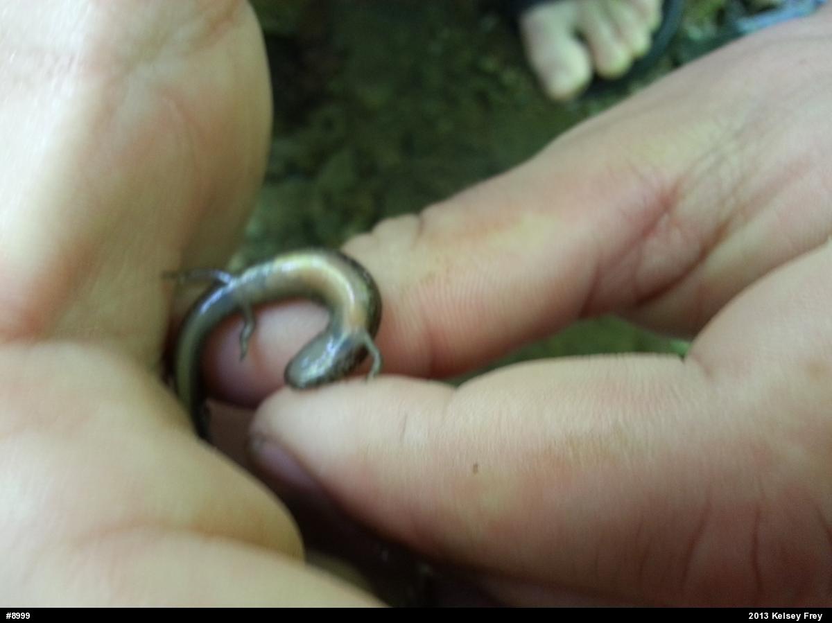 Northern Two-lined Salamander