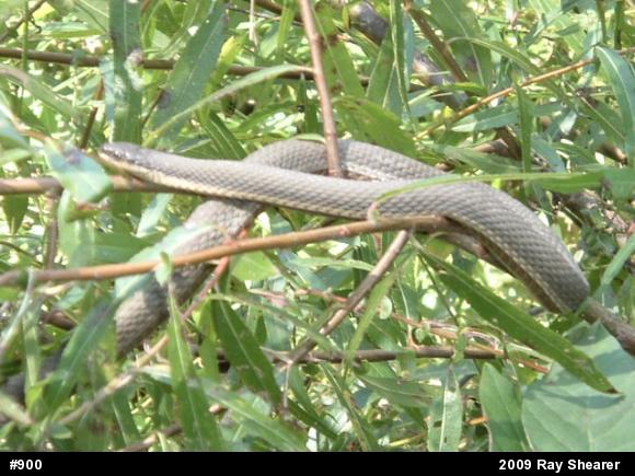 Queensnake