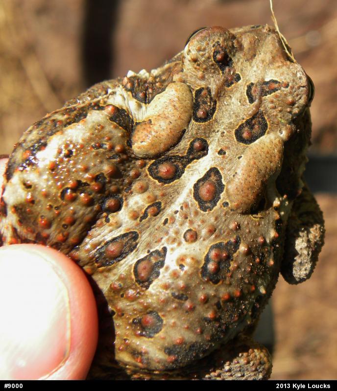 Eastern American Toad