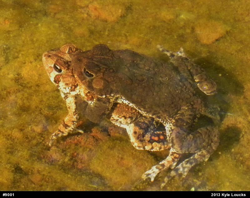 Eastern American Toad