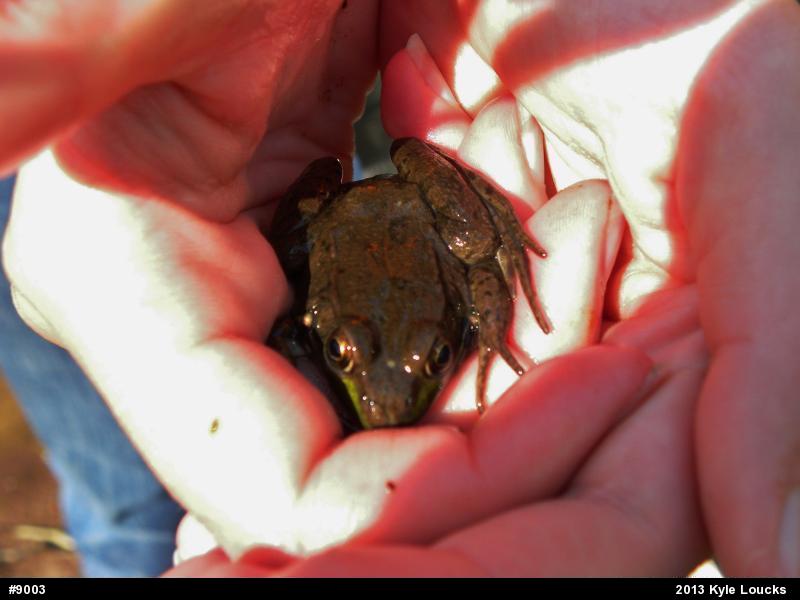 Green Frog