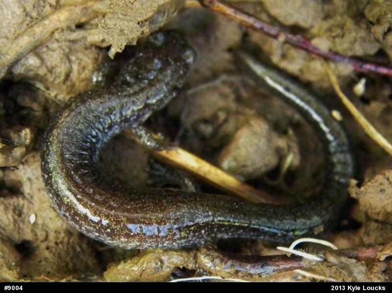 Eastern Red-backed  Salamander