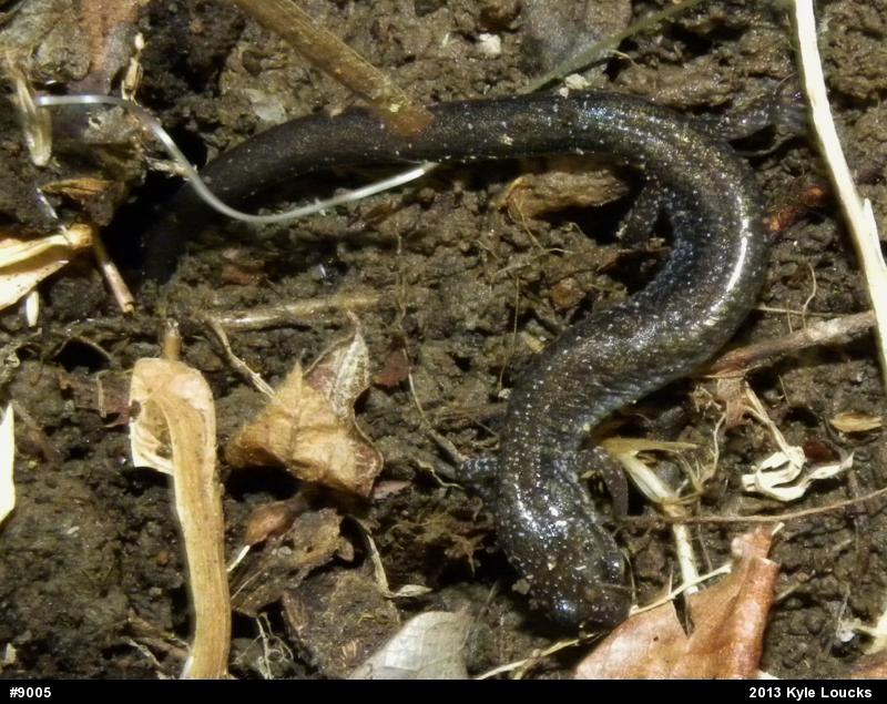 Eastern Red-backed  Salamander
