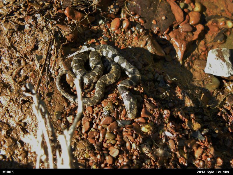 Northern Watersnake