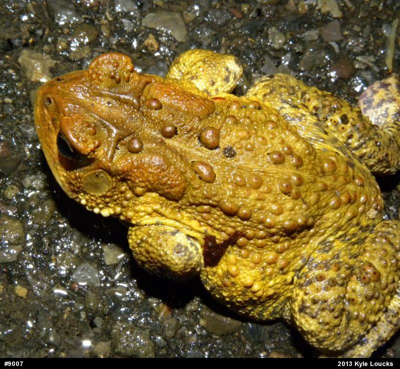 Eastern American Toad