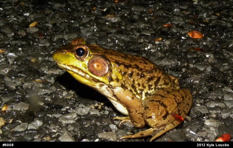 Green Frog