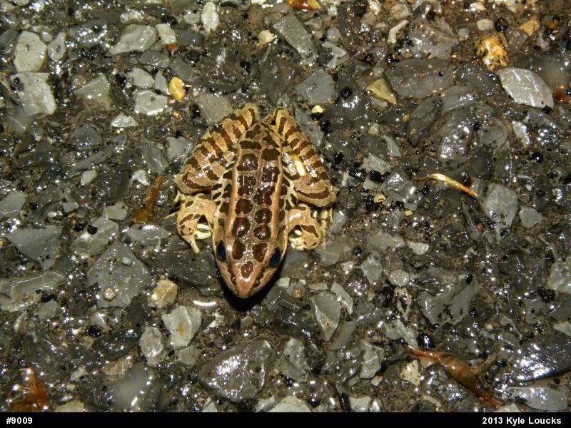 Pickerel Frog