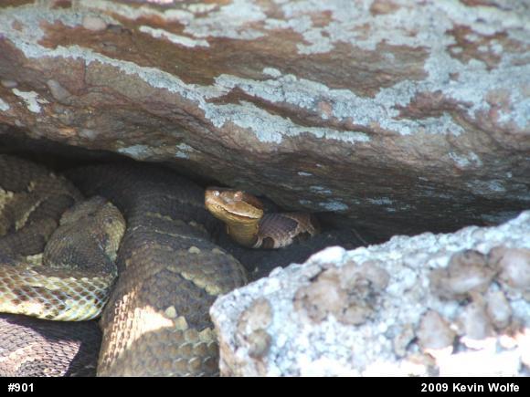 Northern Copperhead