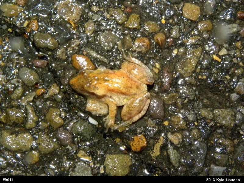 Spring Peeper