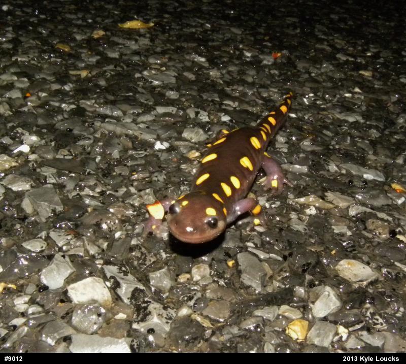Spotted Salamander