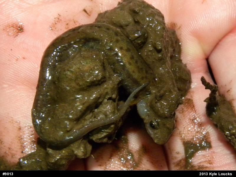 Allegheny Mountain Dusky Salamander