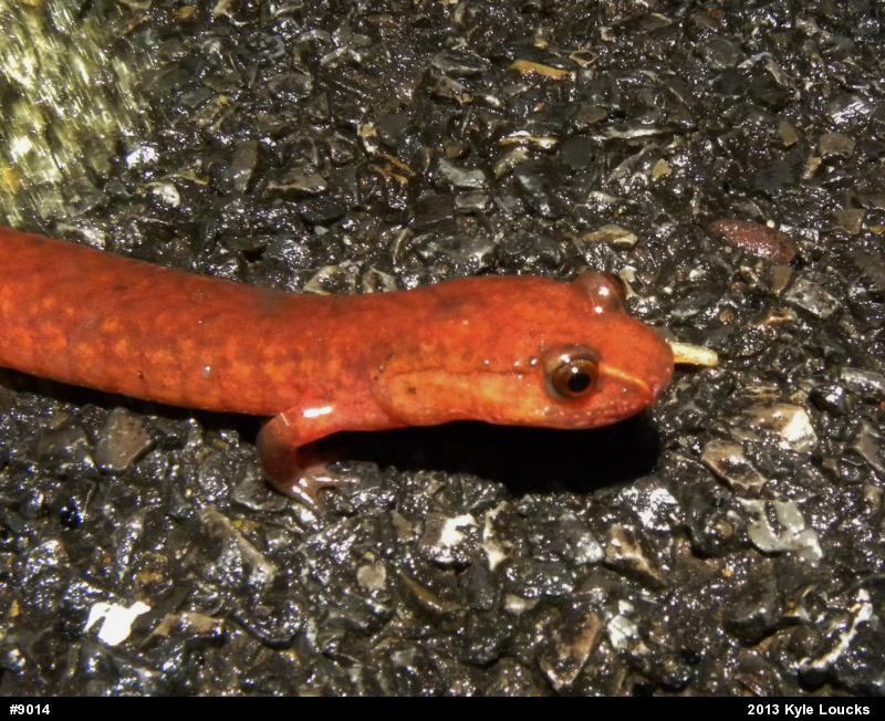 Northern Spring Salamander