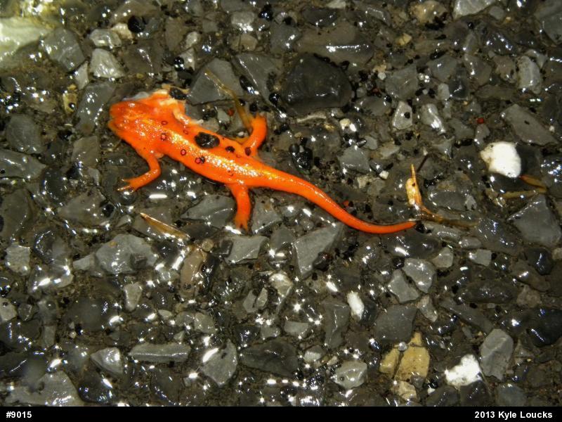 Red-spotted Newt