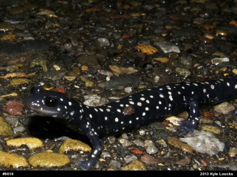 Northern Slimy Salamander