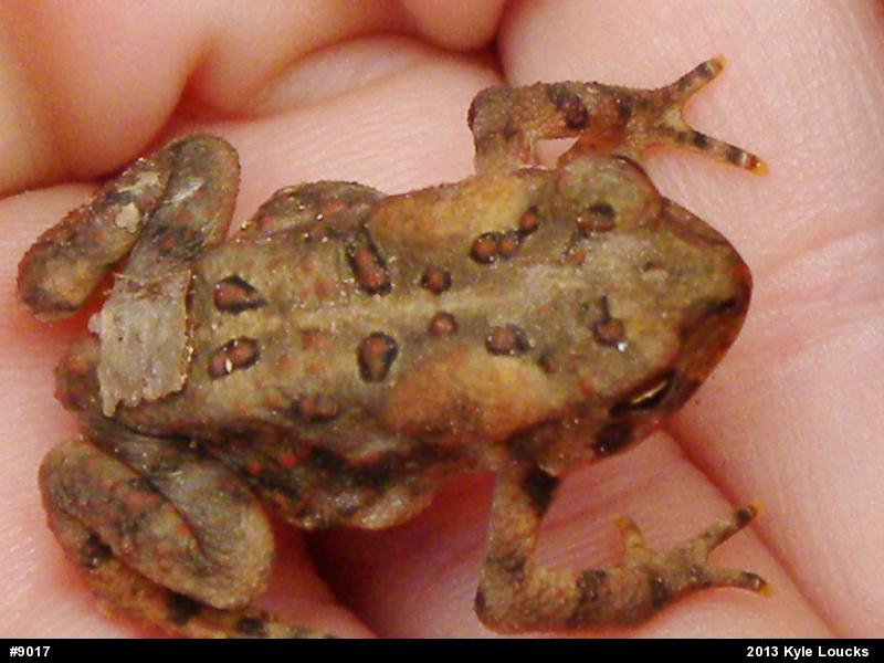 Eastern American Toad