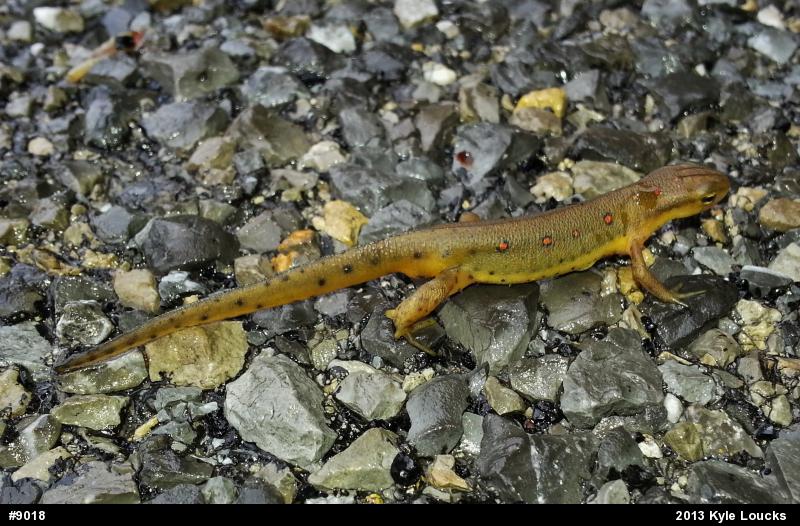 Red-spotted Newt