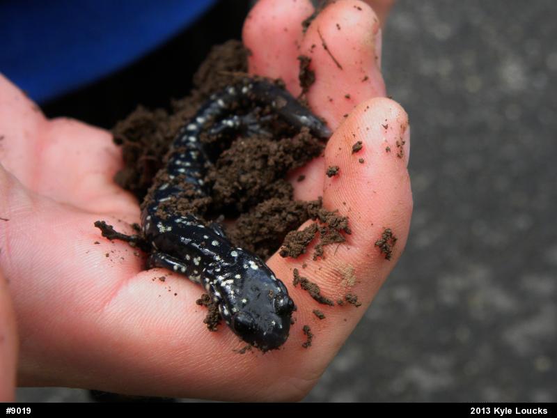 Northern Slimy Salamander