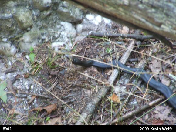 Eastern Ratsnake