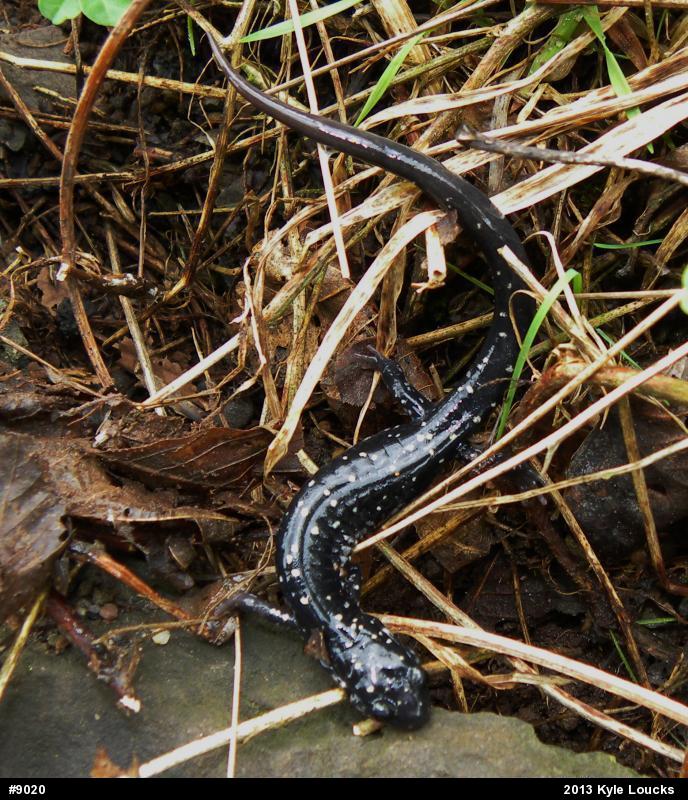 Northern Slimy Salamander