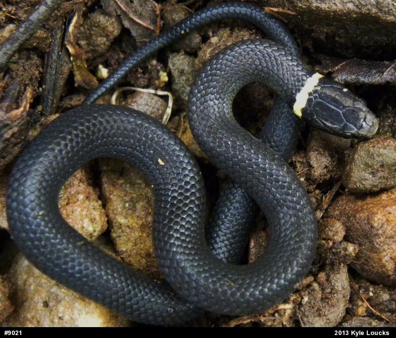 Northern Ring-necked Snake